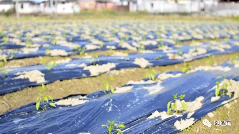 农业地膜的分类及作用