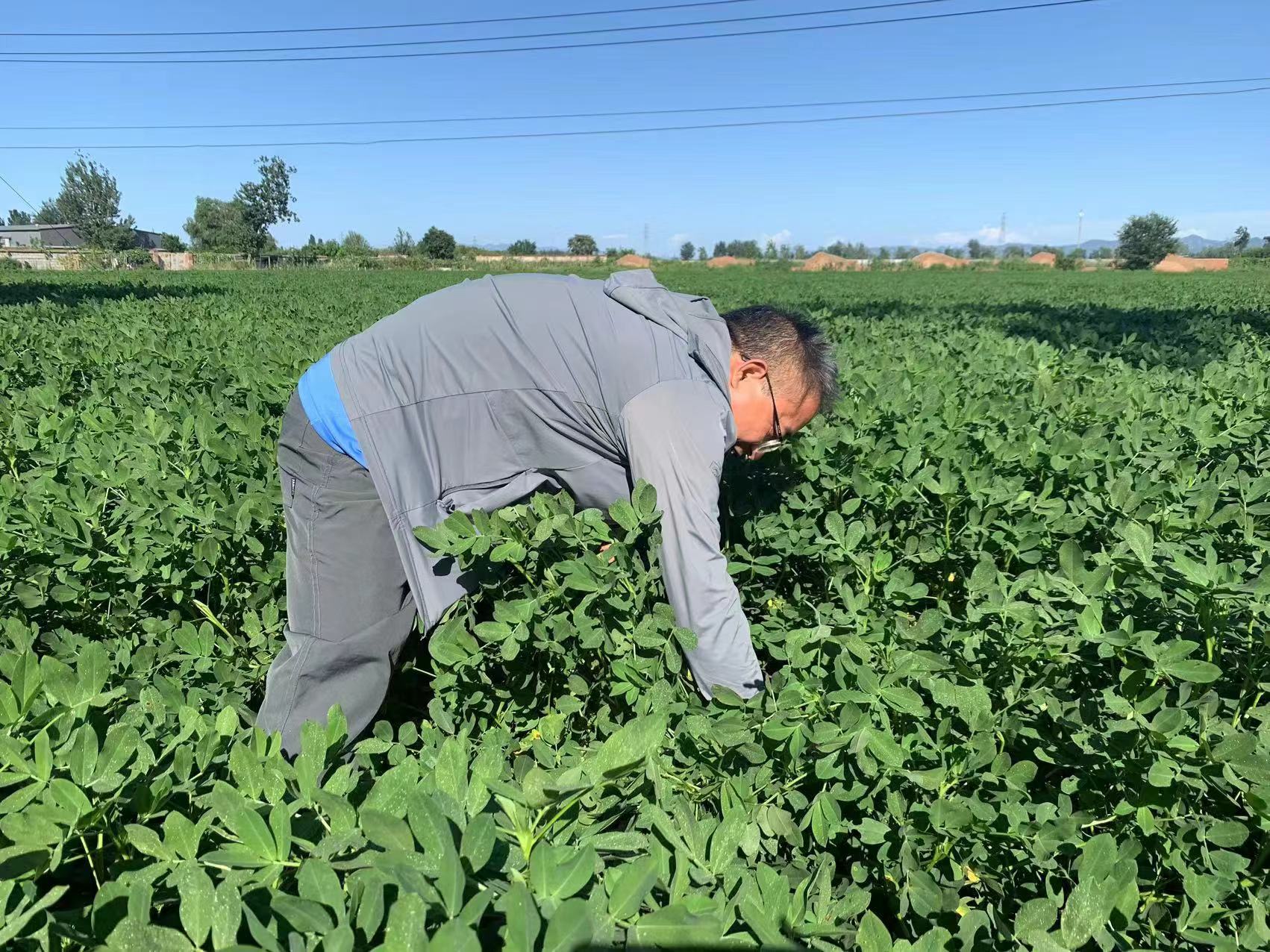 什么药治什么病、农药实用手册（人手一份）